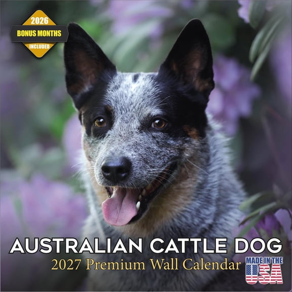 MegaCalendars 2026-2027 Australian Cattle Dog Wall Calendar, 12x12 Bonus Month Monthly Planner, Made in USA