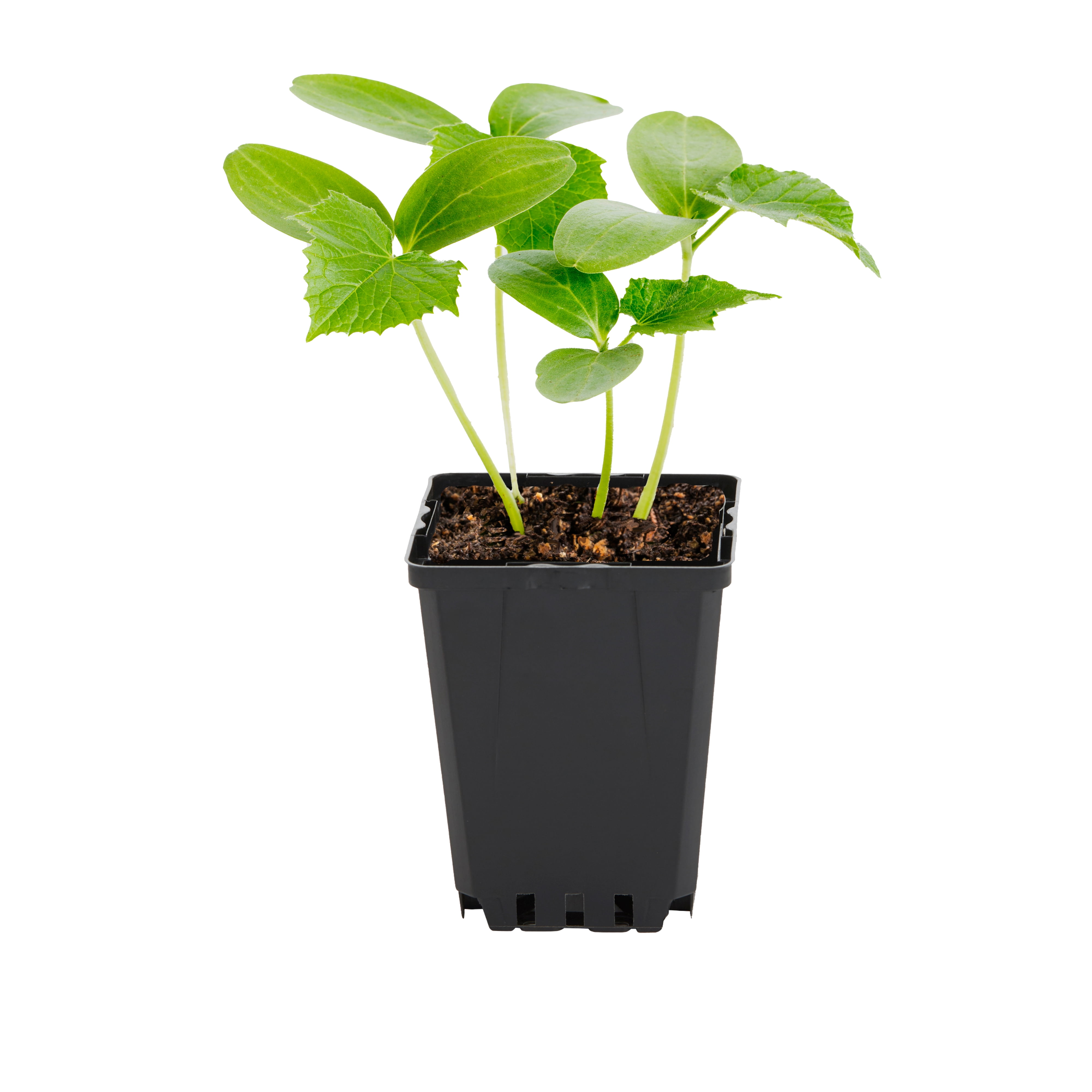 Expert Gardener 1PT Burpless Cucumber Live Edible Plant Sun 6-Pack