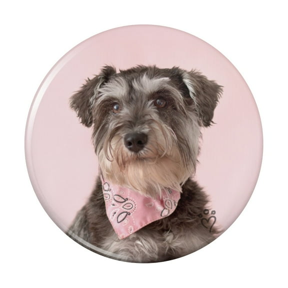 Schnauzer Puppy Dog with Bandana Sitting Kitchen Refrigerator Locker Button Magnet