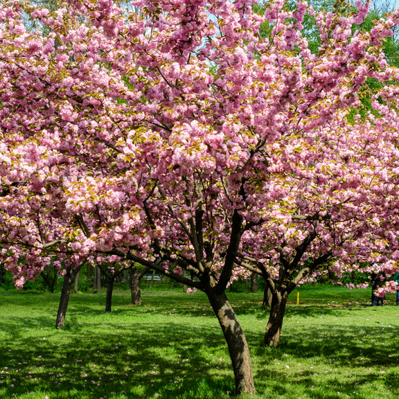 Kwanzan Flowering Cherry Plant Live from 3-5 Inch, Dormant Flowering Tree for Outdoor