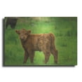 thumbnail image 1 of Luxe Metal Art 'Scottish Highland Cattle X' by Alan Majchrowicz,Metal Wall Art, 36"x24", 1 of 7