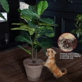 thumbnail image 4 of Plant Pot Soil Covers Protectors - Repel Cats from Plants - Protects Indoor Plants, 4 of 5