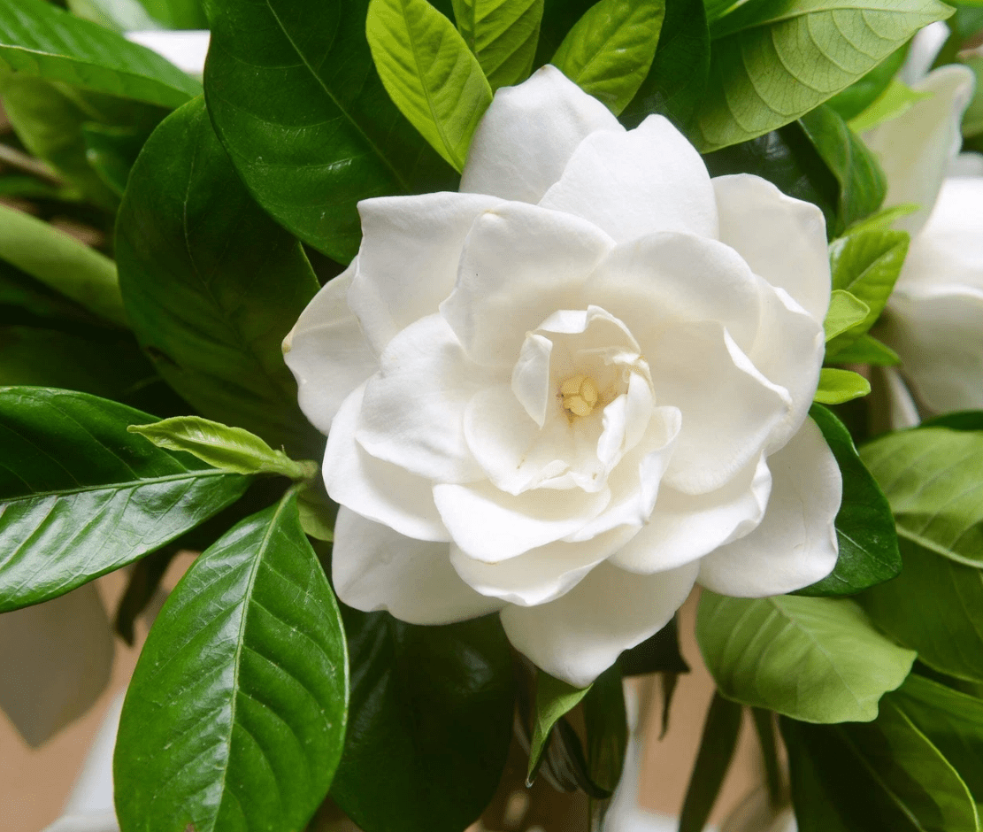Frostproof Cape Jasmine Plant Live for Planting, Arabian Jasmine Plant for Indoor Outdoor 4 to 6 Inch Tall