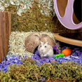 thumbnail image 3 of 2Pcs Decorative Reptile Hideouts Wear-resistant Reptile Shelters Delicate Terrarium Decors, 3 of 4