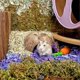 thumbnail image 3 of 2Pcs Decorative Reptile Hideouts Wear-resistant Reptile Shelters Delicate Terrarium Decors, 3 of 4