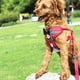 thumbnail image 5 of Conjunto de correa y arnés Billuyoard para cachorros traje transpirable pequeño y mediano a prueba de Escape Rojo/L, 5 of 6