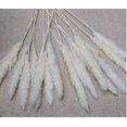 thumbnail image 4 of 30/60 piezas flores secas naturales Vhermosa ramo de boda phragmites communis decoración del hogar blanco, 4 of 7