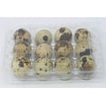 AUCHEN Quail Egg Cartons, Each Holds 12 Quail Eggs, Bulk Carton for