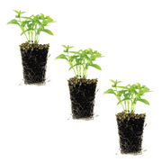 Ferry-Morse Plantlings 1-3" Basil Everleaf Genovese Live Plants (3 Count)