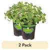 (2 pack) Bonnie Plants Italian Oregano 19.3 oz.