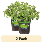 (2 pack) Bonnie Plants Italian Oregano 19.3 oz.