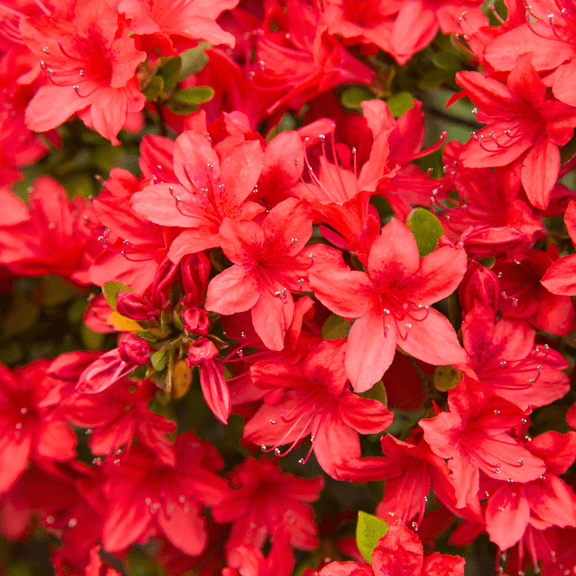 Red Azalea Flower Plant, Live Rhododendron Flowering Bush Shrub in Pot, 8 to 12 Inc Tall