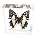 thumbnail image 3 of Ed Speldy East BF03 Butterfly Paperweight - Common Nawab, 3 of 3