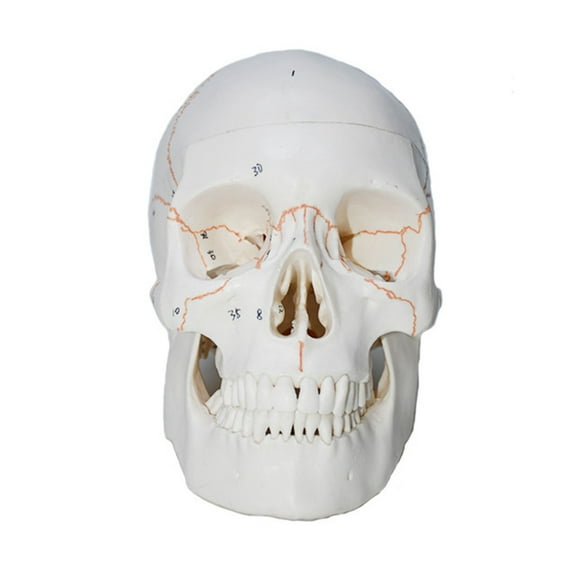 Human Skull Model Life Size Head Skeleton Model for Study Report, Number Coded Human Anatomy Skull Model