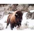 thumbnail image 2 of CafePress - Buffalo Throw Blanket - Soft Fleece Throw Blanket, 50"x60" for All Ages, 2 of 2