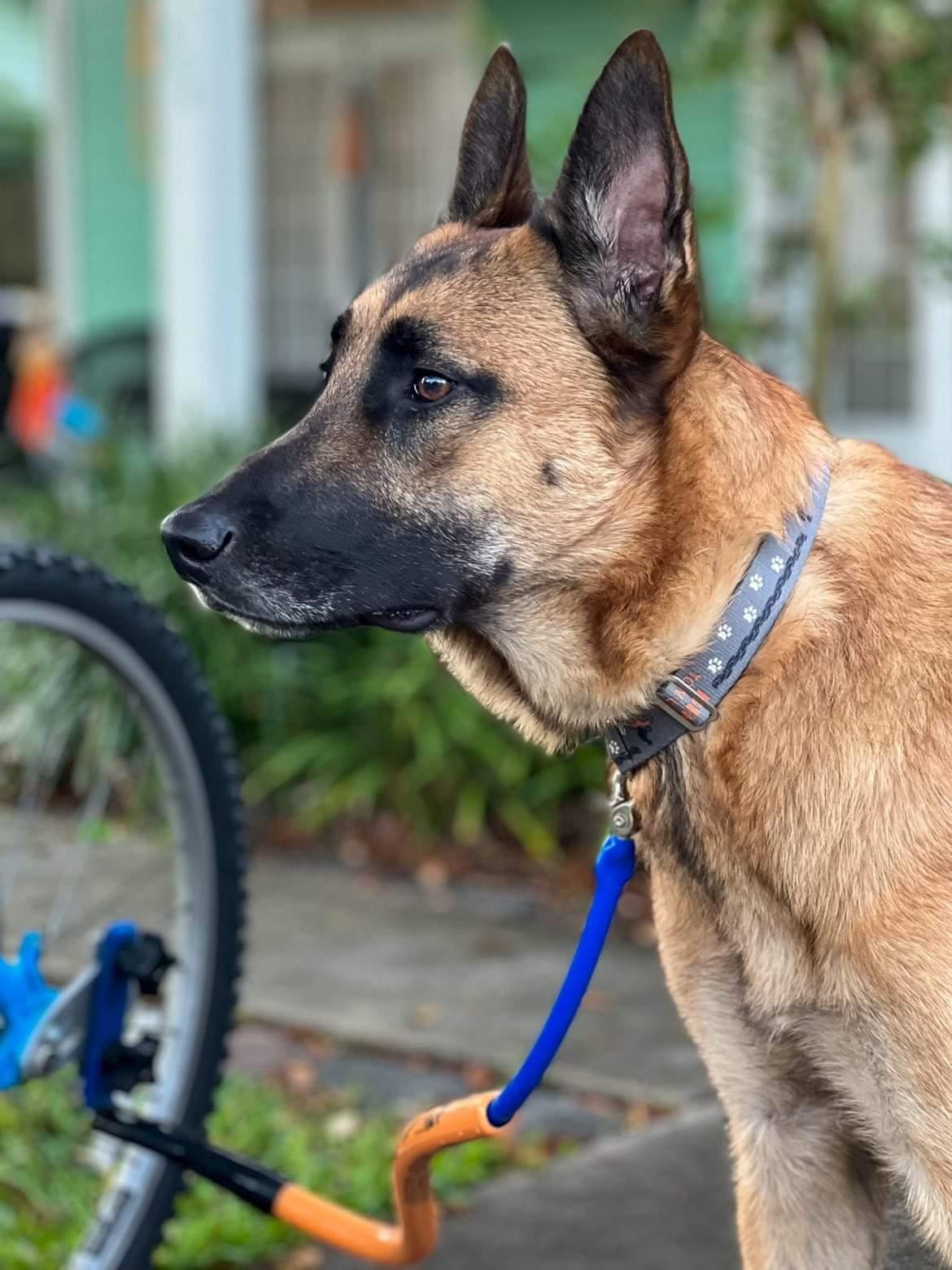 Bike Tow Leash Quick Mount Kit - Right Side Attachment - Hands Free Dog Leash - Fits Most Bikes, E-Bikes & Recumbents - Made in USA, Safe & Fun for You and Your Dog! (Yellow)