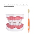 thumbnail image 1 of Modelo de Diente Dental ANGGREK Estándar con Cepillo, 1 of 8