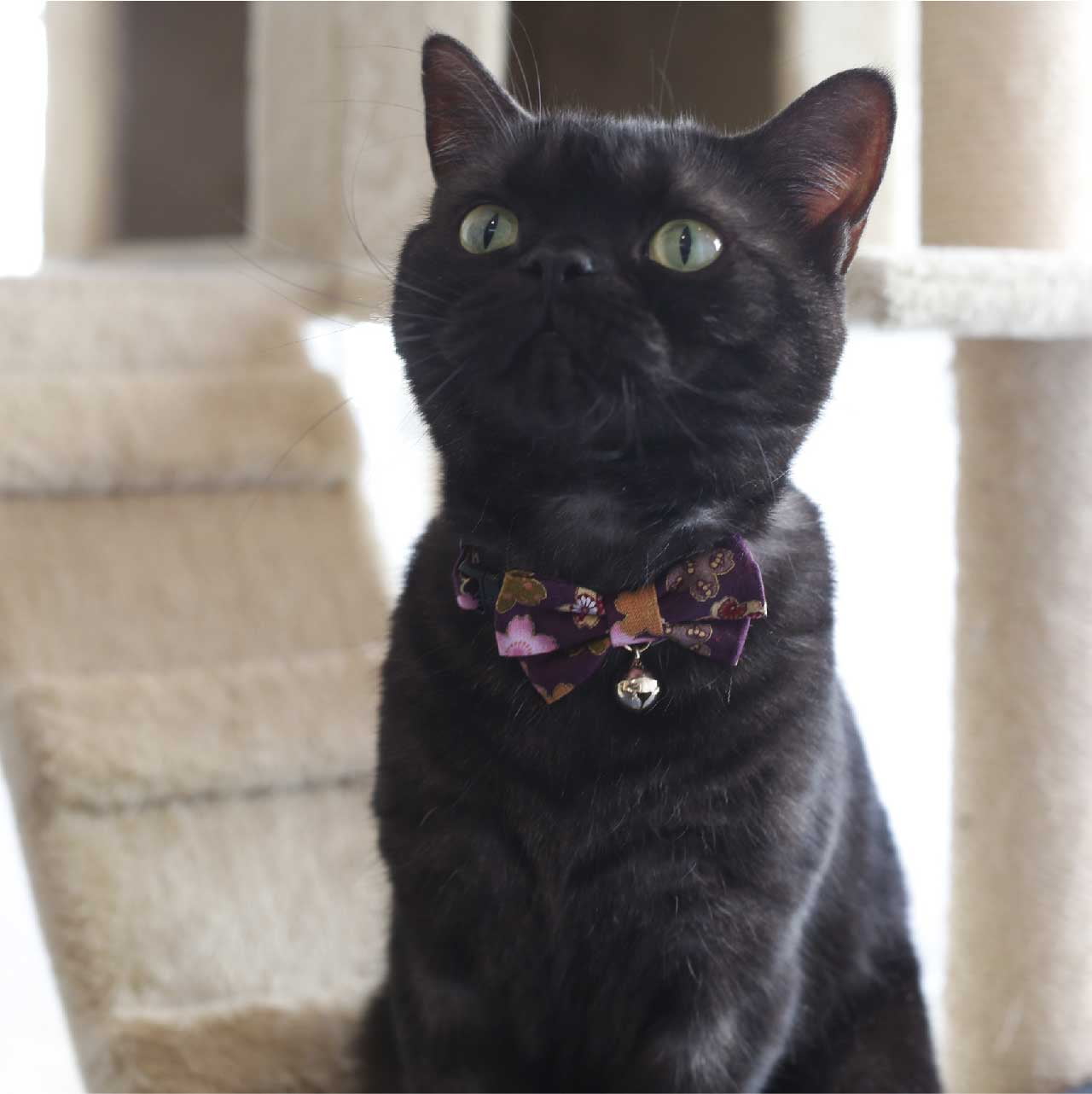 Necoichi Kimono Bow Tie Cat Collar (Purple) - Walmart.com