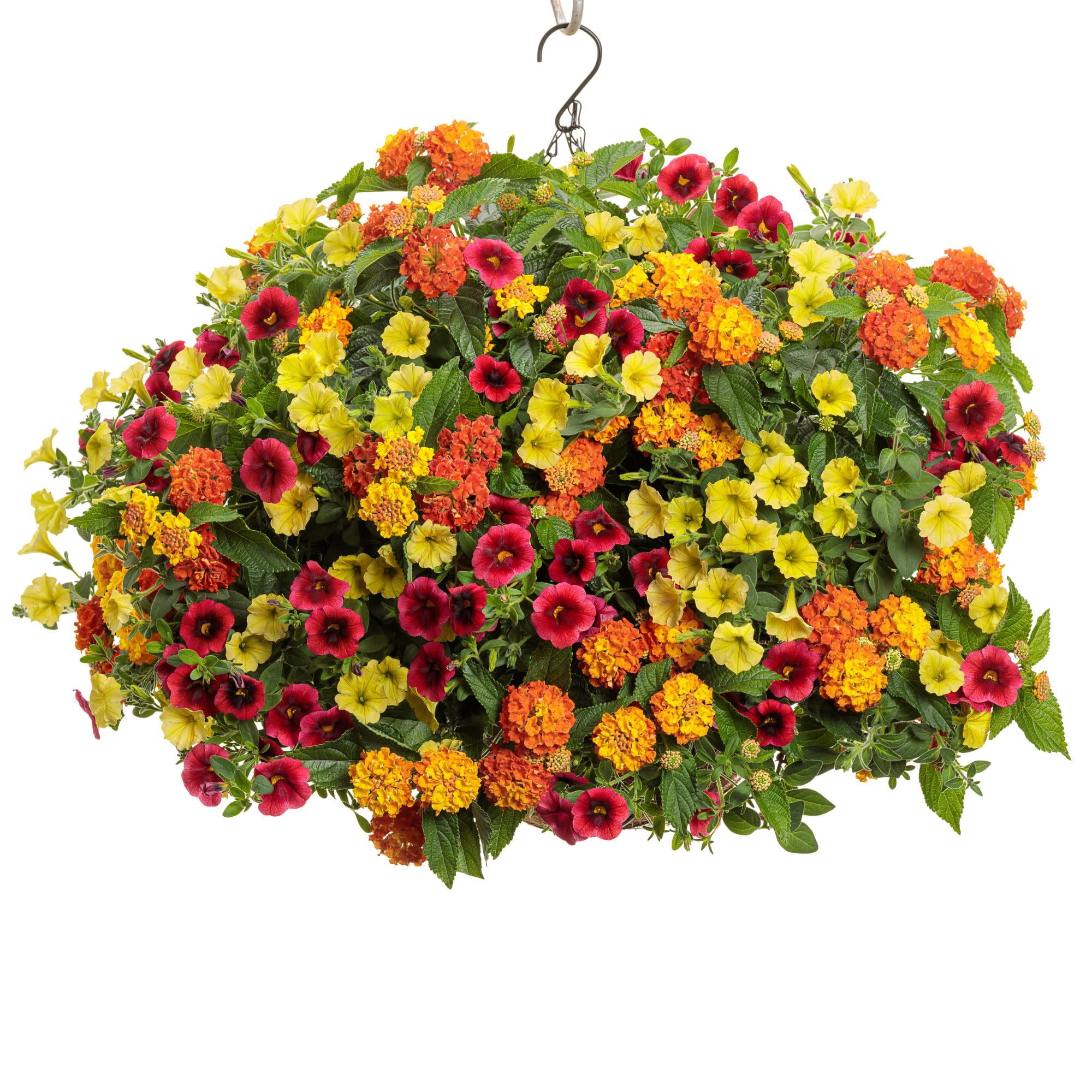 Proven Winners 4" Multicolor Luscious Basket Tangeglow Lantana Live Plant in 4.25" Pot (4 Count)