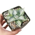 thumbnail image 3 of Variegated Butterfly Agave Succulent (3.5"+ Plastic Pot) - Tiny, Lovely, Easy to Care Succulent for Beginners - Live Healthy Succulent for Home Office - Best Trailing Indoor Plant, 3 of 9