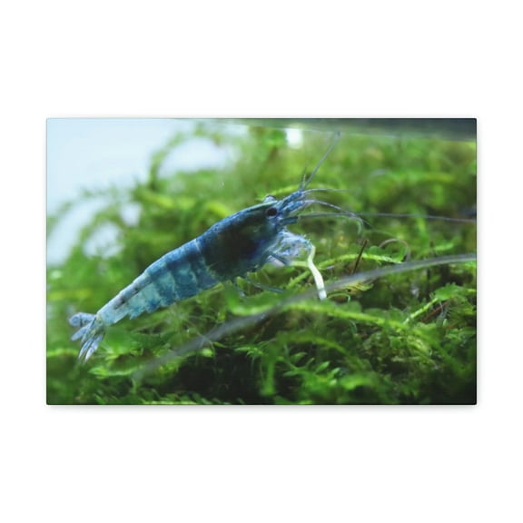 Majestic Shrimp Art Majestic Shrimp Print Animal Wall Art Wildlife Canvas Prints Wall Art Ready to Hang Unframed