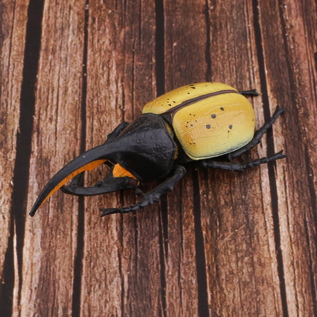 Juguete de modelo de animal para , material didáctico de ciencia escolar Hugo Juguete realista de insectos naturales