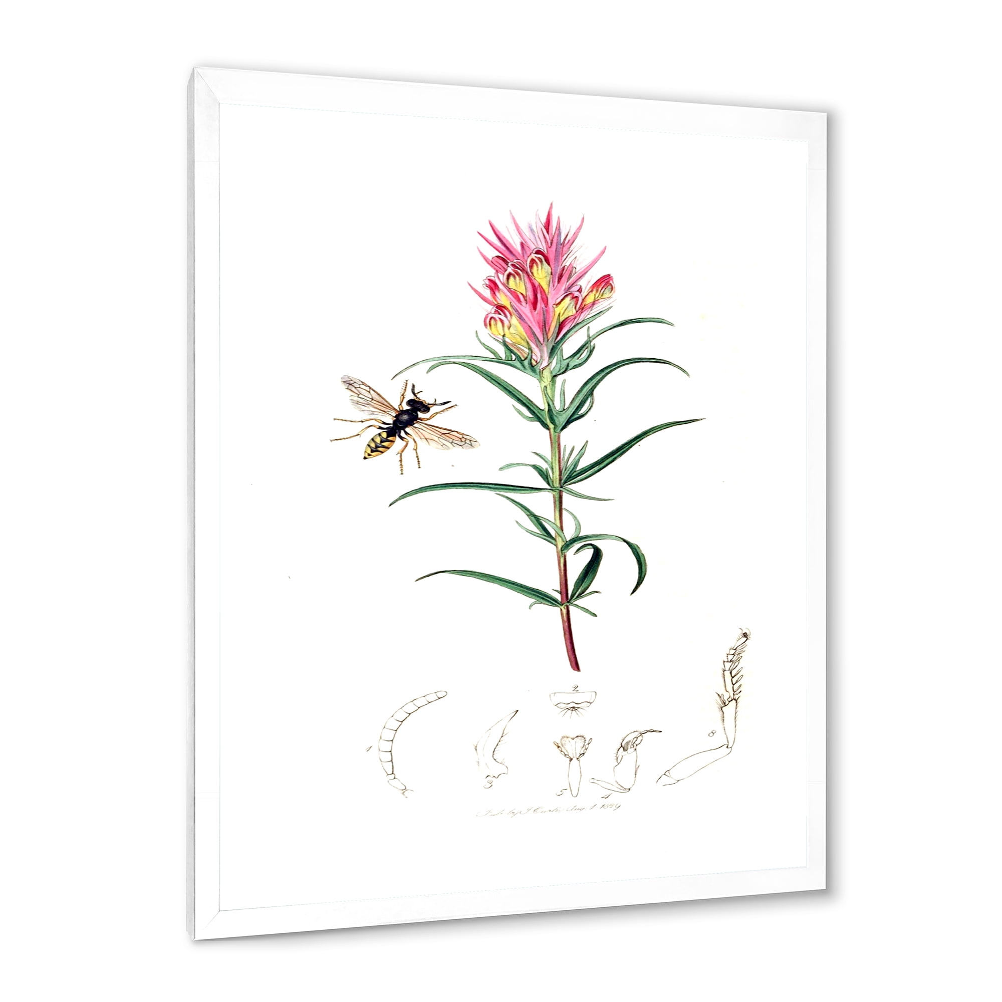 Designart 'Ancient Insects and Plants I' Farmhouse Framed Art Print