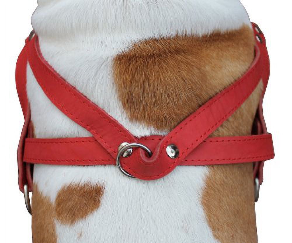 High Quality Leather Dog Pulling Walking Harness . 31"-35" Chest, 1.5" Wide Straps. Pitt Bull, Rottweiler