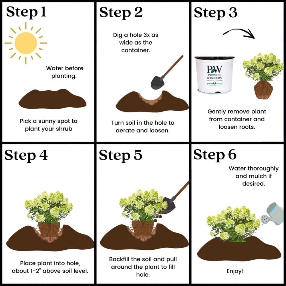 Proven Winners ColorChoice Little Lime Punch Hydrangea Live Shrub (2 Gallon)