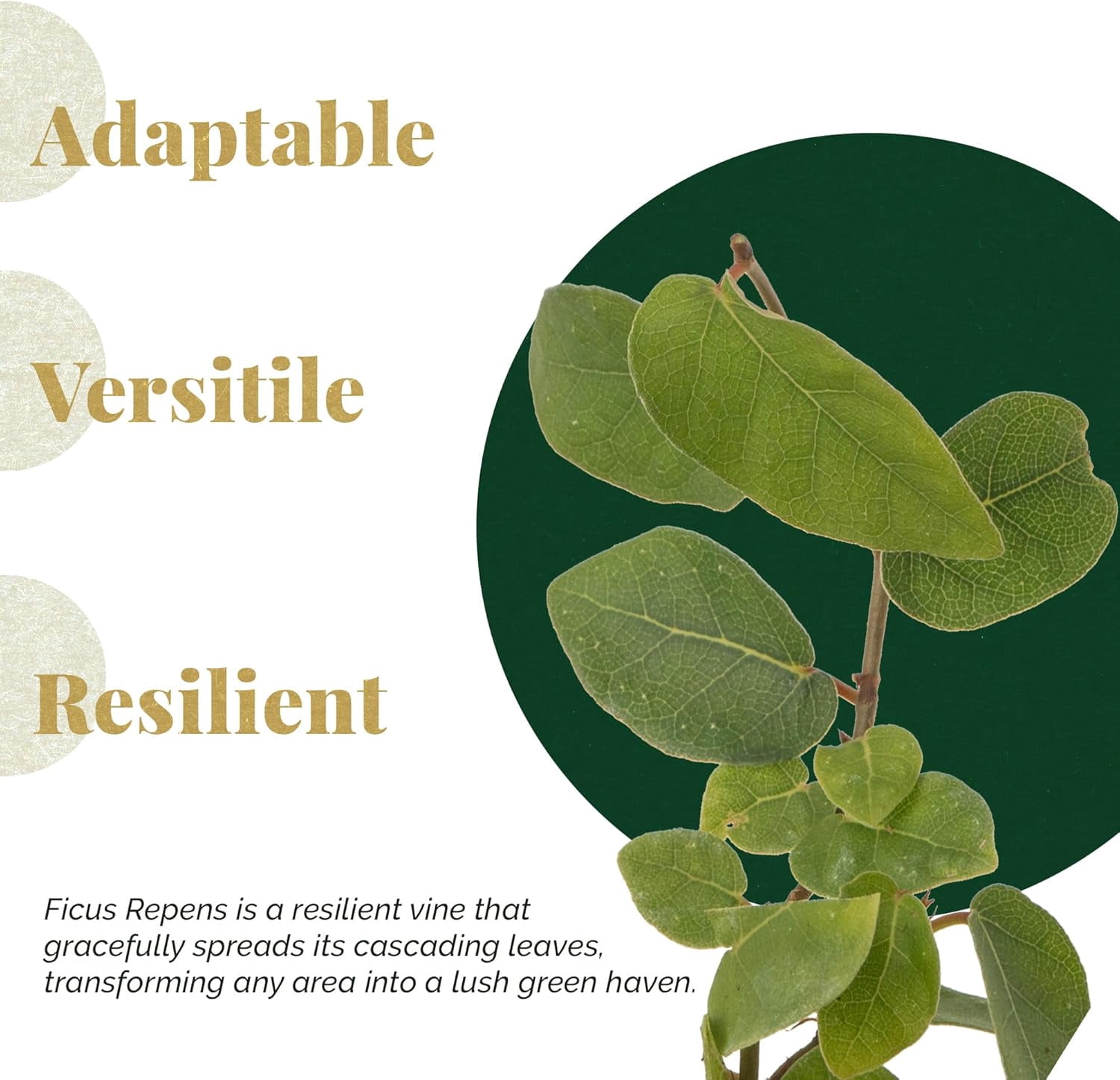 12 Ficus Repens Creeping Fig Live Plants – Starter Vines in 2.5” Nursery Cubes for Fast Coverage, Living Walls, Topiaries & Indoor/Outdoor Landscaping