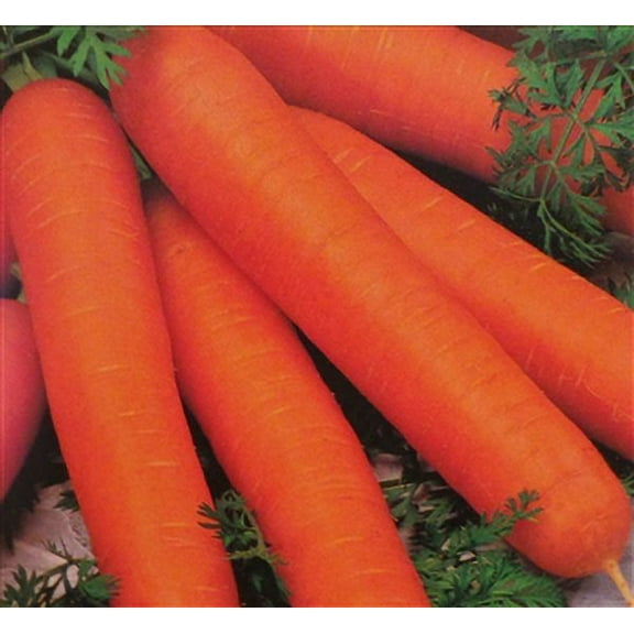 Carrot Nantes Coreless Seed - 1 Packet