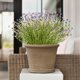 thumbnail image 5 of Ramo artificial de gypsophila y trigo | Arreglo floral artificial sin agua | Flores de seda realistas para la decoración del hogar | Centro de mesa para sala de estar y comedor, 5 of 6
