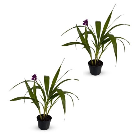 Spathoglottis plicata by LEAL PLANTS ECUADOR | Natural Décor Plant | Spathoglottis plicata Purple