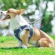 thumbnail image 5 of Arnés de perro para perros pequeños Arnés de chaleco de perro pequeño de malla suave reflectante Arnés de perro pequeño cómodo para todo tipo MFZFUKR CPB-US-ZMR17-5, 5 of 5