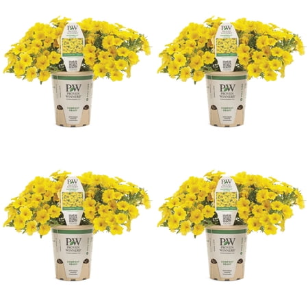 Proven Winners 4" Superbells Yellow Calibrachoa Live Plant in 4.25" Pot (4 Count)