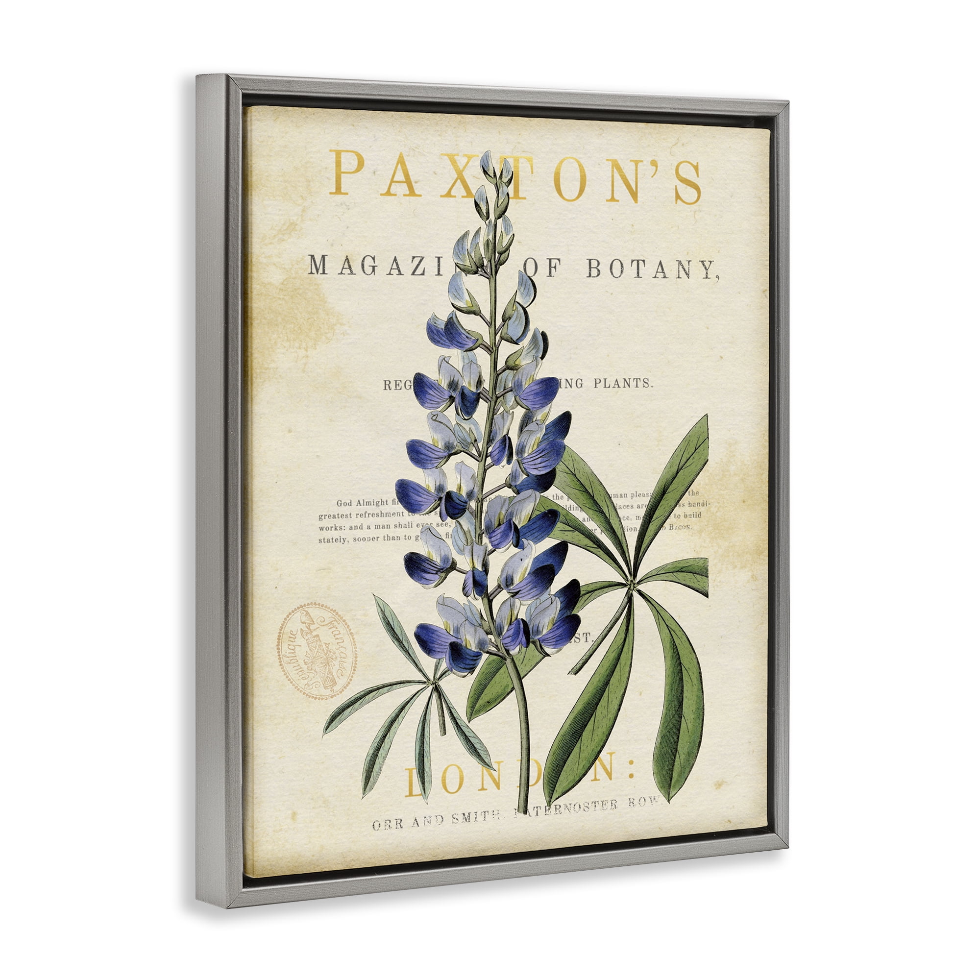 Stupell Industries Natural Botany Lupine Gray Framed Floater Canvas Wall Art, design by Susan Arnot