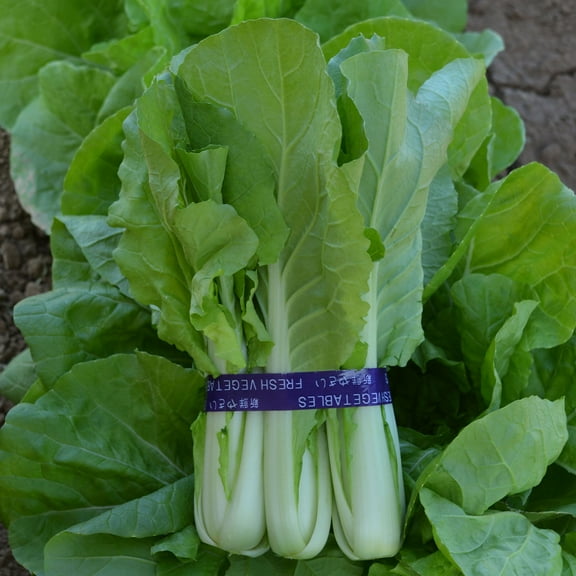 Cabbage Seeds - Pak Choi - QD- 2 Express - Hybrid - 5 Lb Bulk ~800000 Seeds - Non-GMO, F1 Hybrid - Asian Garden Vegetable
