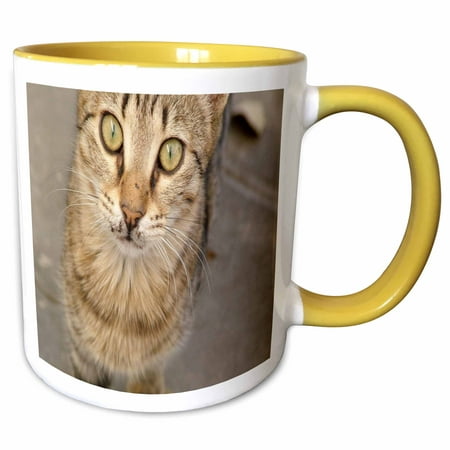 3dRose Eye Contact With A Stray Tabby Cat - Two Tone Yellow Mug, 11-ounce