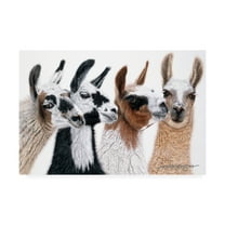 Trademark Fine Art 'Peruvian Visitors' Canvas Art by Jan Henderso