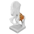 thumbnail image 4 of Hip Joint Model, Coxal Bone Model Real Human Anatomy Hip Model Professional Bone Model Hip Bone Model  For Orthopedic Teacher Teaching For Orthopedic Students, 4 of 8