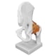 thumbnail image 3 of Modelo de Hueso, Modelo de Articulacia de la Cadera Modelo de Hueso de la Cadera Coxal Modelo de Hueso Coxal Anatomía Modelo de Cadera Real Humano para la Enseñanza, 3 of 7