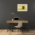 thumbnail image 3 of Jaynes Gallery 24x17 White Modern Wood Framed Museum Art Print Titled - South Dakota-Custer State Park Bison parent and calf in meadow, 3 of 4