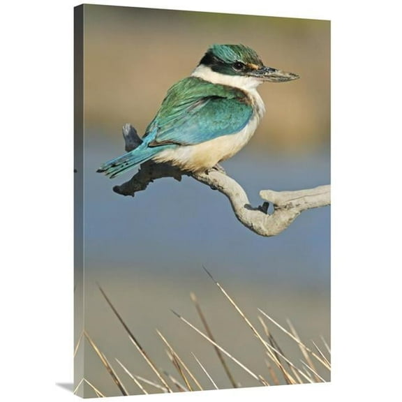 24 x 36 in. Sacred Kingfisher, Avon Heathcote Estuary, Christchurch, New Zealand Art Print - Jonathan Harrod