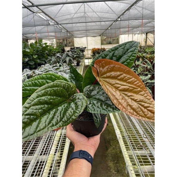 House Plant Dropship 6-ANTHURIUM-RADICANS.LUX 6 in. Pot Anthurium Radicans X-Luxurians Plant