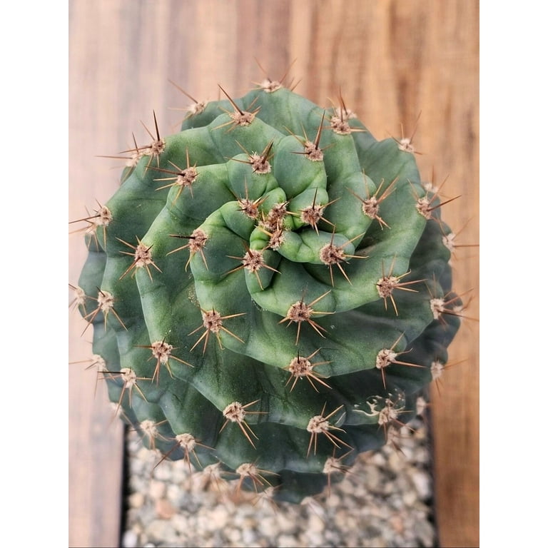 Cereus Forbesii Spiralis Tornado Cactus Spiral Cactus - Walmart.com