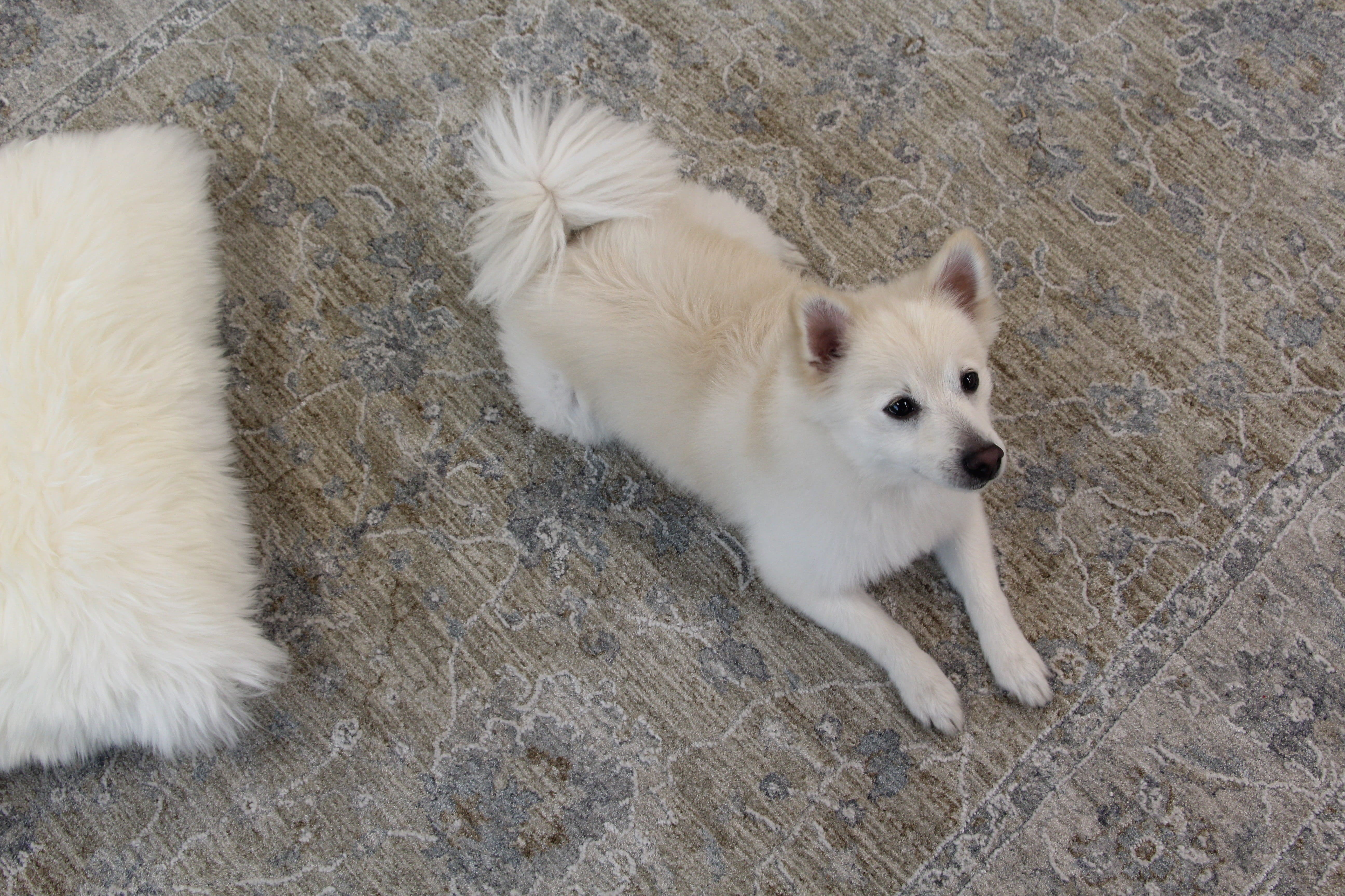 Rug Branch Elysian Collection Tapis Transitionnel sud-ouest Boho