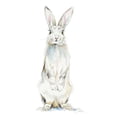 thumbnail image 3 of Pinto, Patricia 20x21 Black Modern Framed Museum Art Print Titled - Cute Rabbit, 3 of 5