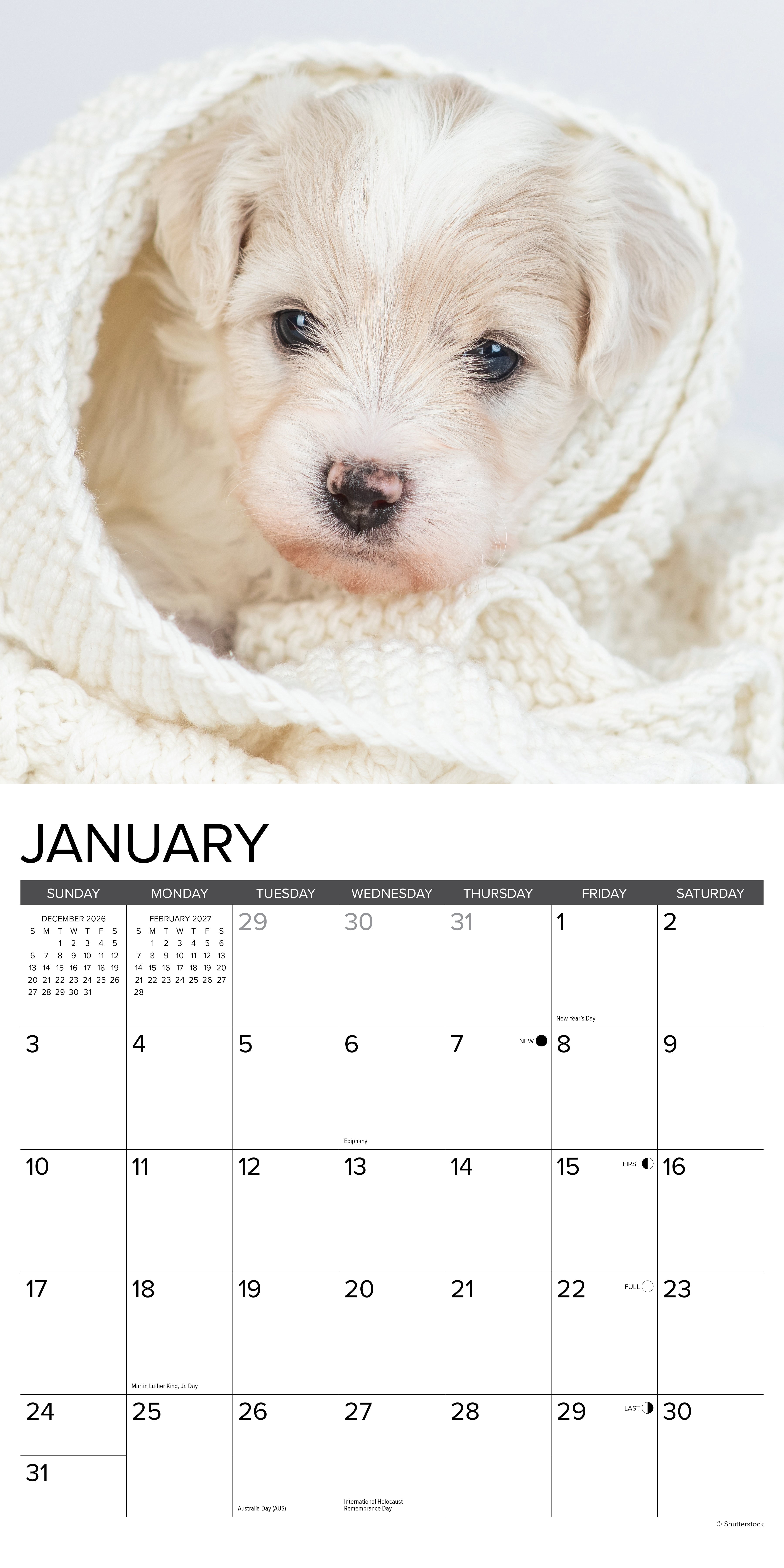 Willow Creek Press, Bichon Frise Puppies 2027 Wall Calendar