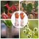 thumbnail image 4 of 1 par de guantes de jardinería estampados para mujer, mangas largas antiespinas, guantes de jardinería a la moda para mujer JM, 4 of 5
