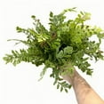 thumbnail image 2 of Dadiaei Artificial Eucalyptus Leaves Stems with Boston Fern, UV Resistant Fake Greenery Branches for Vase, Wedding, Floral Arrangements, Indoor Outdoor Home Decor, Faux Shrub Bushes, 24 Inches, 2 of 8
